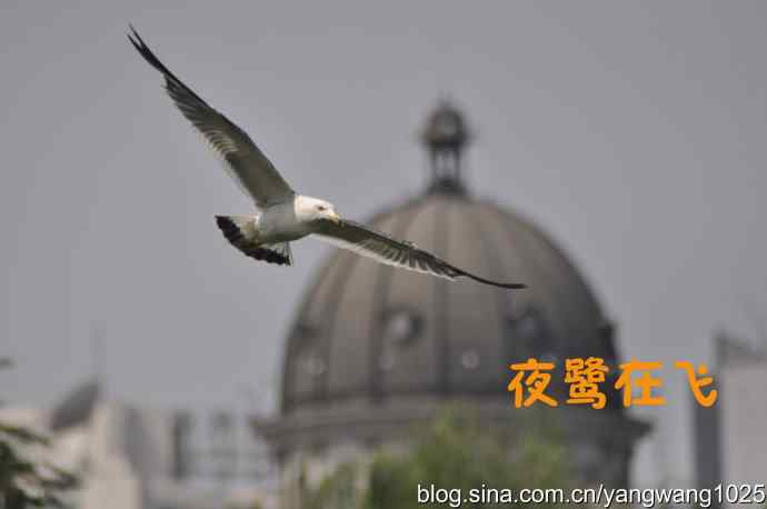 飞（夜鹭） wbr1