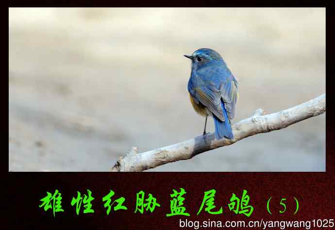 雄性红胁蓝尾鸲（5）
