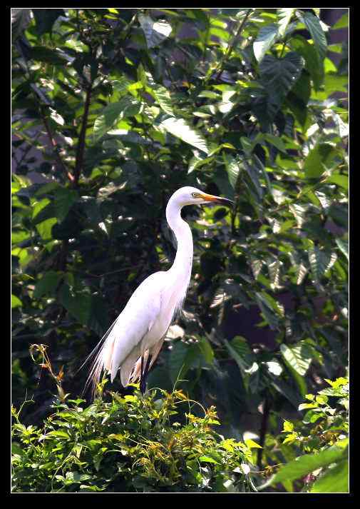 武汉观鸟会初级观鸟讲座[第13课]——白衣仙子，各种白鹭的区别辨识