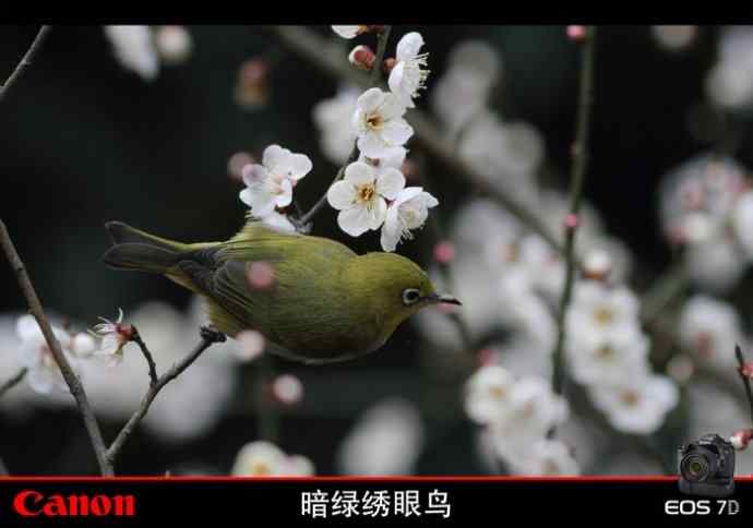 暗绿赏梅 暗绿赏梅