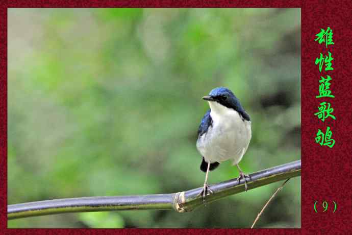 雄性蓝歌鸲（9）