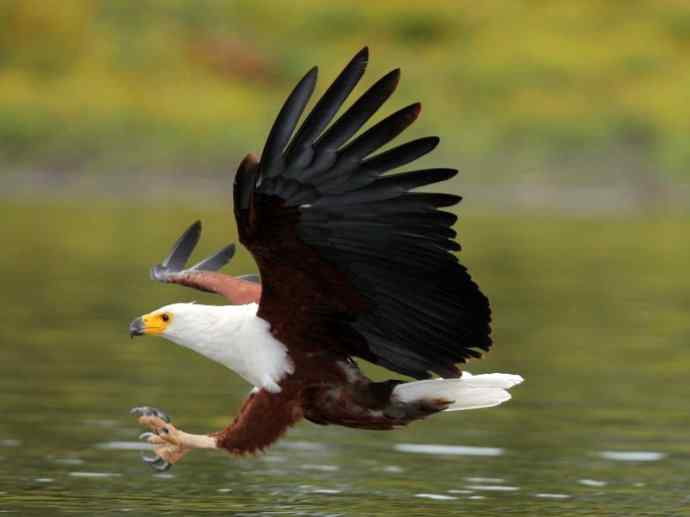 犬科：薮犬亚科非洲野犬属之非洲野犬