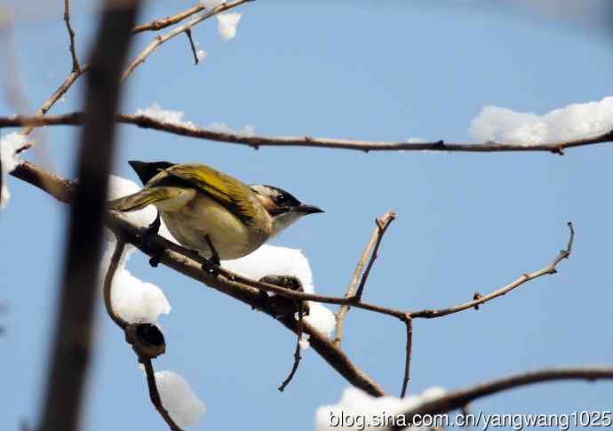雪中觅食的白头鹎