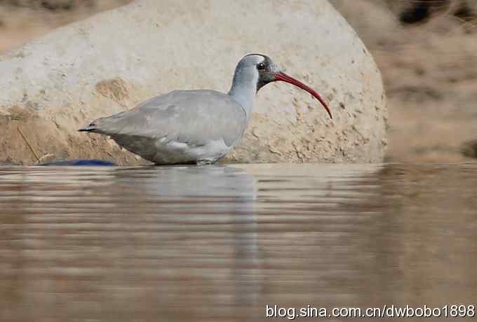 白河峡谷：鹮嘴儿小猫拍不够