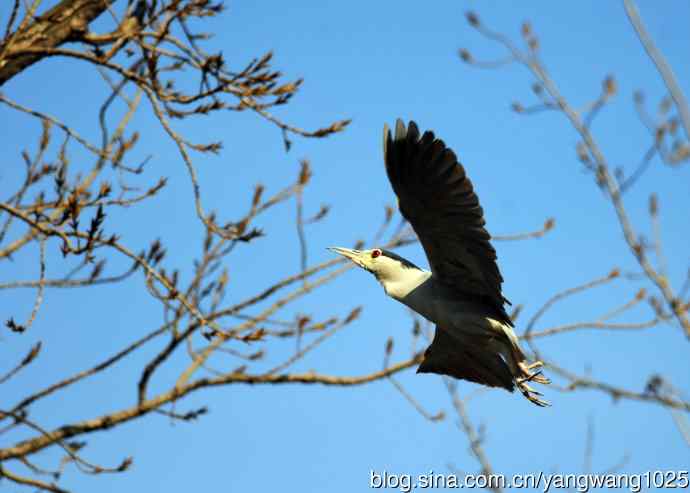 落向枝头的夜鹭(1) 落向枝头的夜鹭(1)