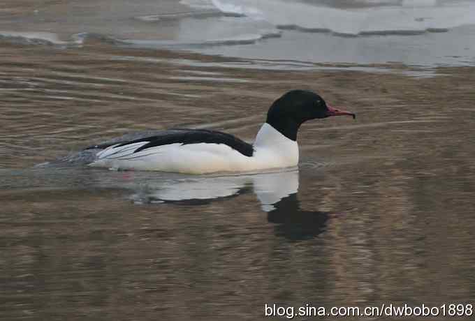 鸟友再聚白河湾 鸟友再聚白河湾