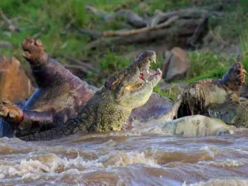 龙：传说的兽原型探秘（鳄类）