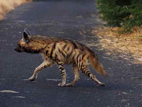 狈：传说的兽原型探秘（鬣狗）