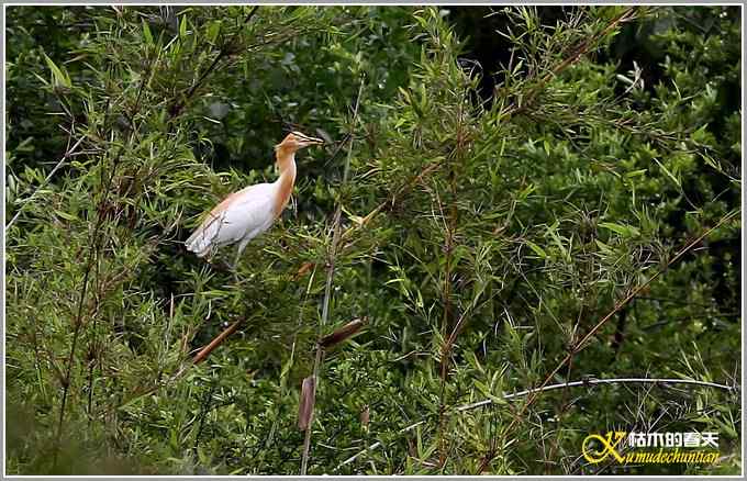 忙碌筑巢的牛背鹭【照片】 忙碌筑巢的牛背鹭【照片】