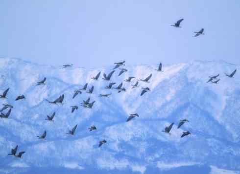 自然奇观：动物大迁徙(游禽)