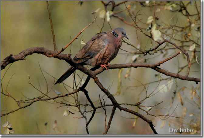 点击图片或使用键盘← →翻页