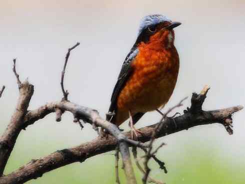 美丽无罪：雀鸟之矶鸫