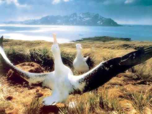 天生猎手:非猛禽类猎手之七 天生猎手:非猛禽类猎手之七