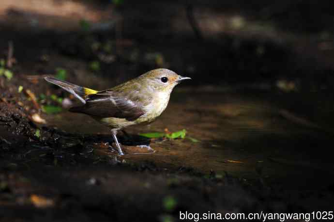 雌性白眉姬鹟(3) 雌性白眉姬鹟(3)