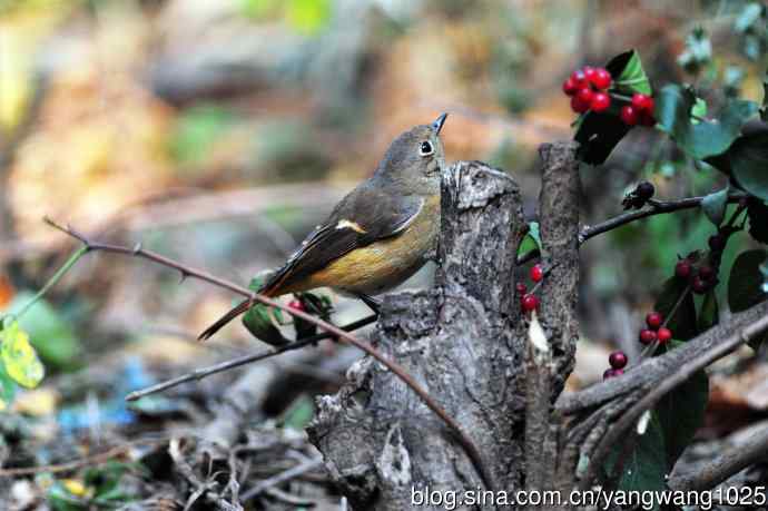 雌性北红尾鸲与红豆