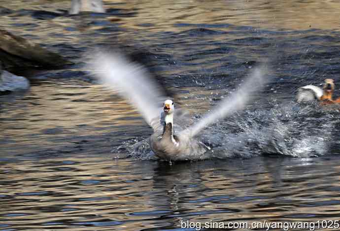 舞（斑头雁）2
