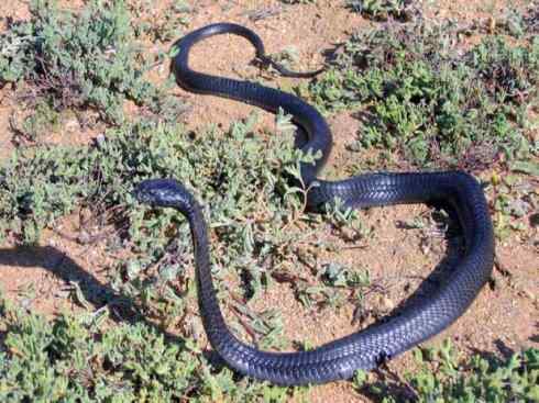 龙:传说的兽原型探秘(眼睛蛇类) 龙:传说的兽原型探秘(眼睛蛇类)