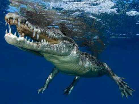 绝色攀禽：佛法僧目之佛法僧