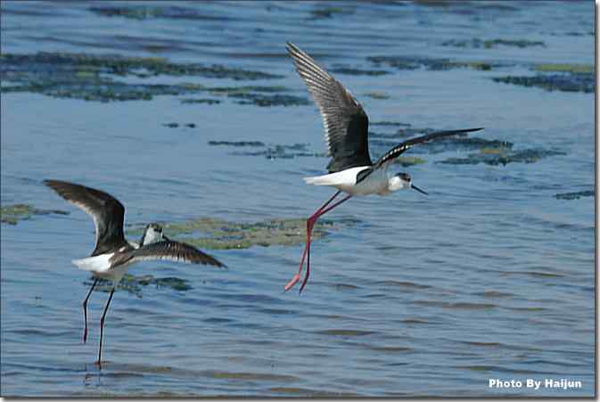  点击图片或使用键盘← →翻页