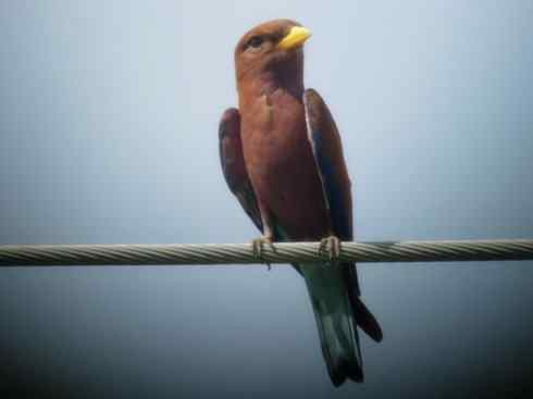 绝色攀禽：佛法僧目之三宝鸟