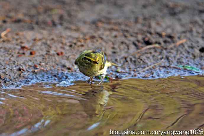 黄腰柳莺（19）