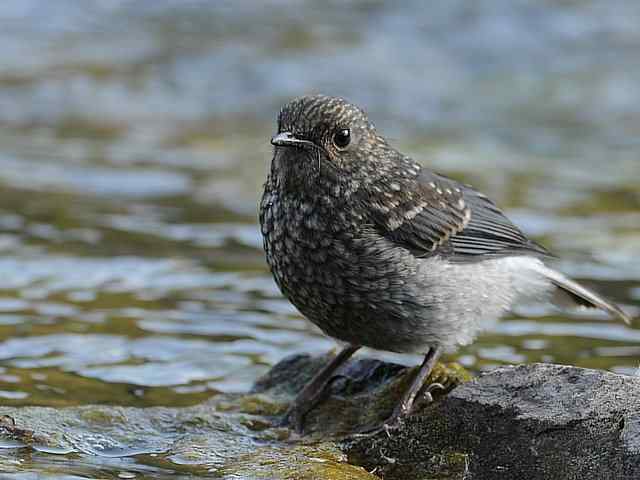十渡有鸟初长成 wbr. wbr养在溪边人尽识