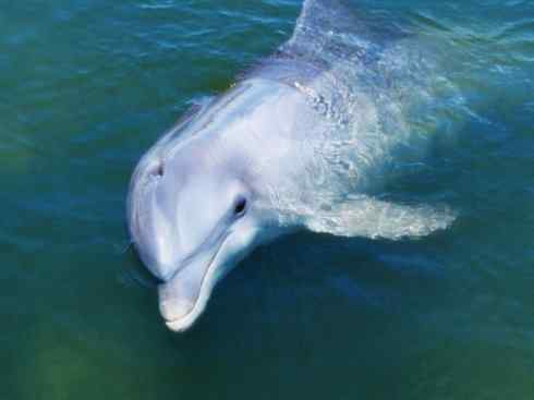 自然奇观：动物大迁徙(齿鲸类)