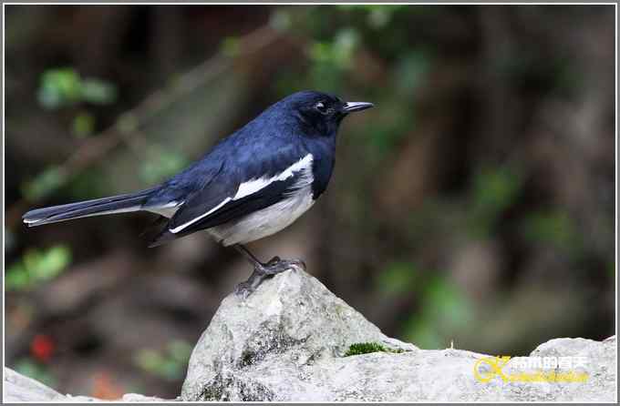 棕腹啄木鸟和其他【照片】