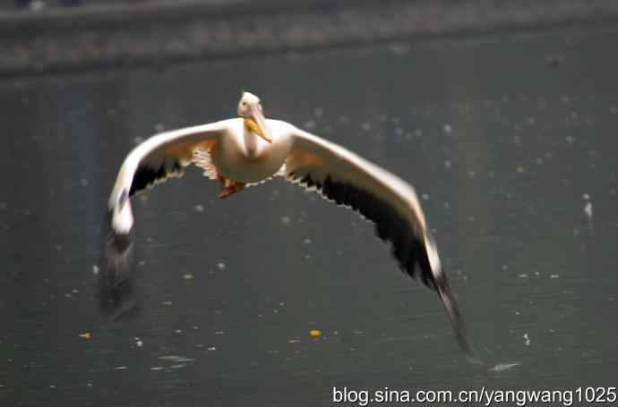 雨前、雾中拍水禽（十月十日杂片纪实）