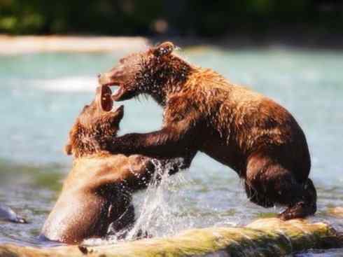 十大喜食蜂蜜动物:棕熊 十大喜食蜂蜜动物:棕熊