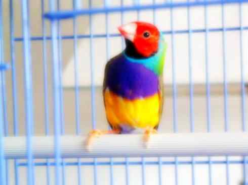 家禽驯化之源之十七