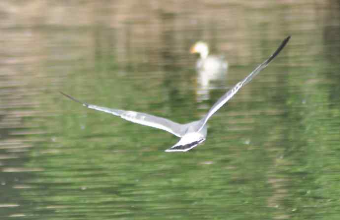 海鸥与打架的鸿雁 海鸥与打架的鸿雁
