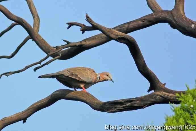 昨天的收获（杂片）