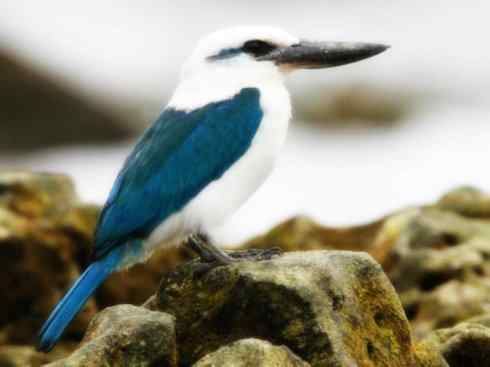 白头鸟系列：另类的美丽4