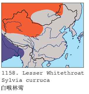 不常见的白喉林莺(组图,6张图片) 不常见的白喉林莺(组图,6张图片)