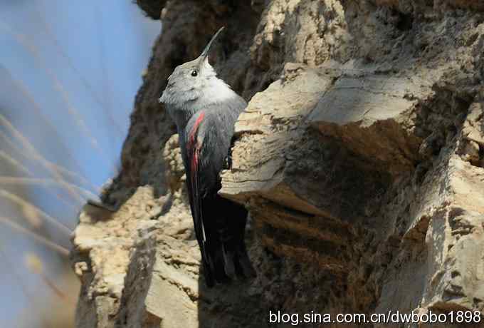 优雅红翅 旋壁山岩