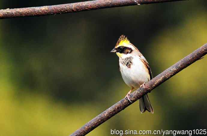雌性黄喉鹀（7）