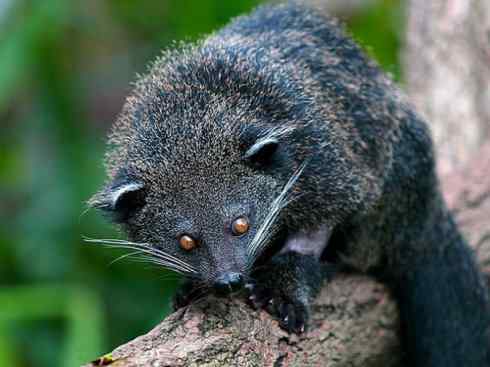 犬科:犬亚科犬属之金豺、黑背豺(胡狼类) 犬科:犬亚科犬属之金豺、黑背豺(胡狼类)