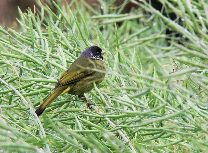 187.浙江缙云仙都农家乐（-）朱潭山鸟图