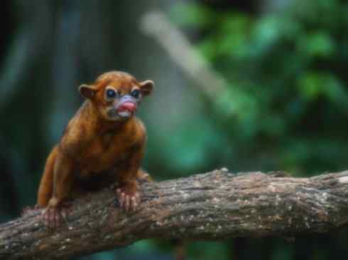 十大喜食蜂蜜动物：蜜熊