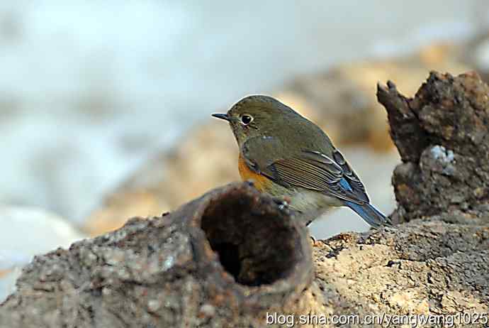 红肋蓝尾鸲（雌性）1