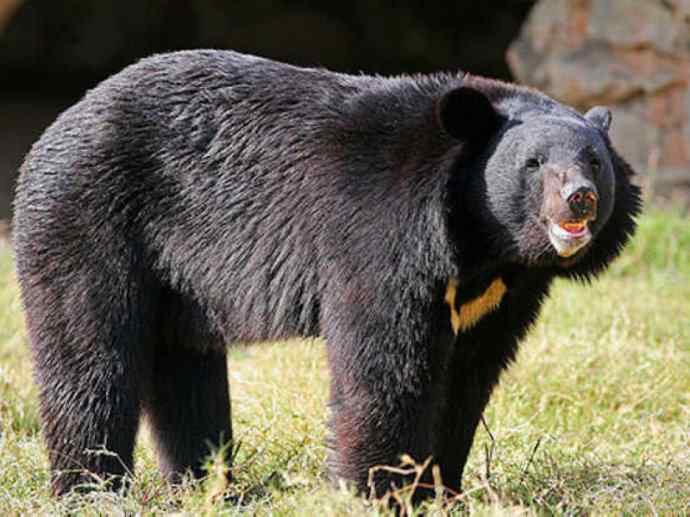 盘点十二大著名食蚁动物:懒熊 盘点十二大著名食蚁动物:懒熊