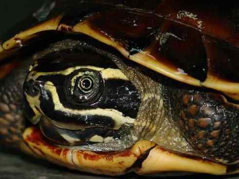 玄武：传说的兽原型探秘（潮龟）