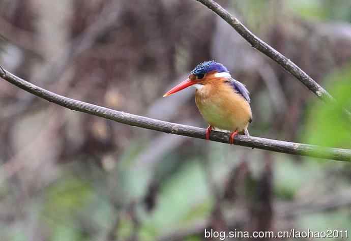撮堆儿 wbr肯尼亚的鸟儿