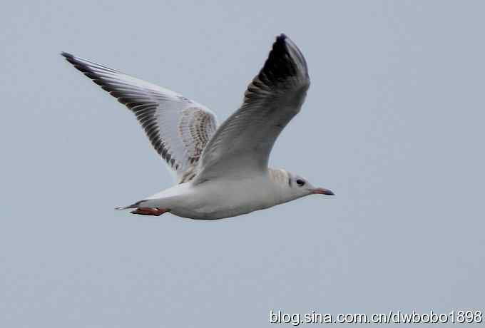 灰斑鸠踩蛋 wbr须浮鸥育雏