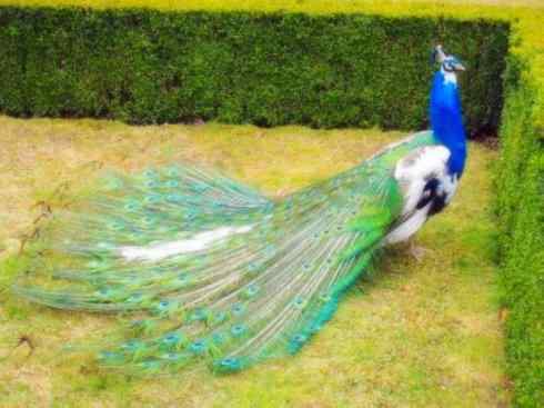 凤凰：传说中的鸟原型探秘（孔雀）