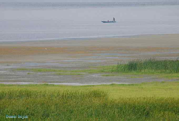 牛鹭两相伴 wbr景鸟一镜收 牛鹭两相伴 wbr景鸟一镜收