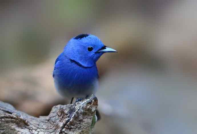 观鸟若是初相见