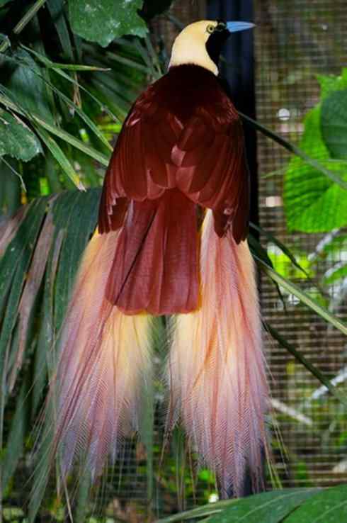 美丽无罪:雀鸟之极乐鸟 美丽无罪:雀鸟之极乐鸟