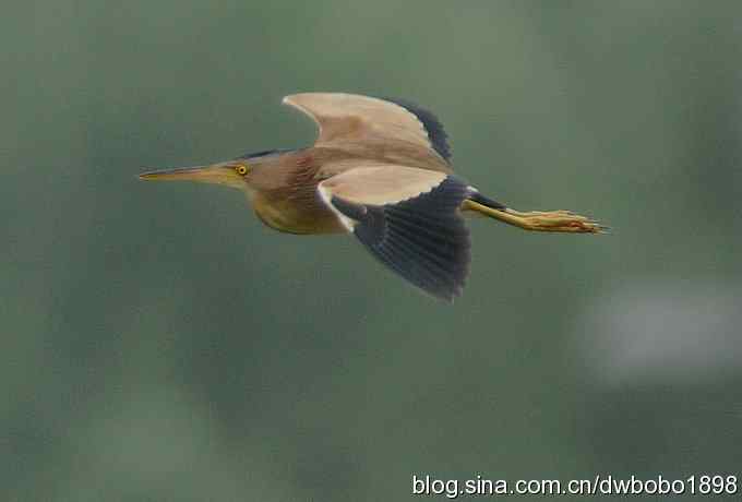 黄苇鳽--雅逸的小黄鹭